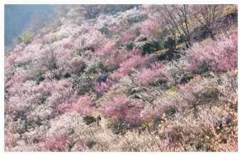 湯河原梅林　梅の宴